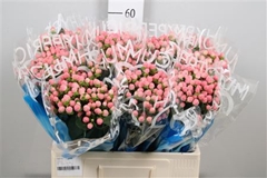 Hyper Coco Casino 60cm