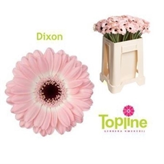 Germini Dixon 50cm 7cm Ø