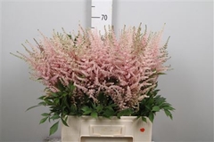 Astil Ar Eart L Pink 70cm