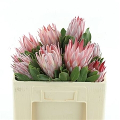 Protea Cynaroides 50cm