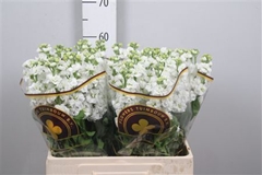 Matth Stx White 63cm 23