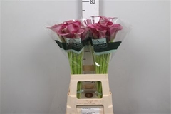 Zant Captain Romance 70cm