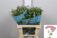 Ran Butterf Jupiter 60cm 30gram