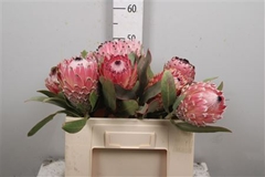 Protea Barbigera 50cm