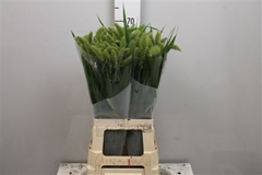 Seta Ital Volle Melk 70cm