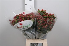 Hyper Mag Seasons 70cm