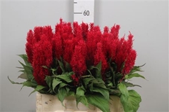 Cel P Century Rood 60cm