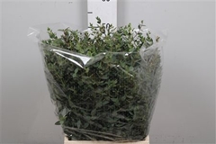 Euc Parvifolia P Bs 50cm 150gram