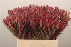 Leucad Jester 60cm