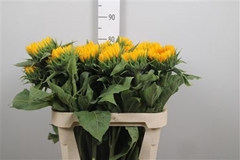 Helian An Vin Fresh 80cm 23