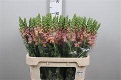 Antir Toulon Apricot 80cm