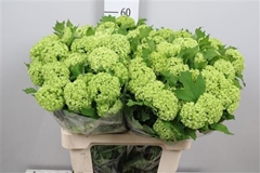Viburnum Roseum St 60cm