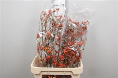 Rosa Zaffiro 90cm