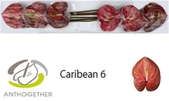 Anth A Caribean 13cm Ø