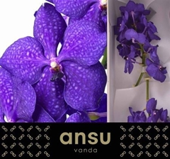 Vanda Royal Blue 20cm