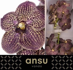 Vanda Su Choc Brown 30cm
