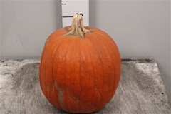 Cuc Maxima Halloween