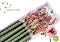 Hipp St Showmaster 75cm 4+