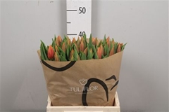 Tu En Titan 41cm 38gram 12