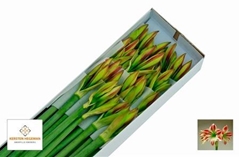 Hipp St Ambiance 65cm 2+