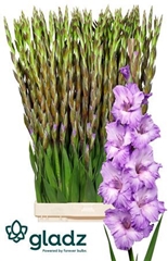 Glad Gr Milka 120cm 200gram