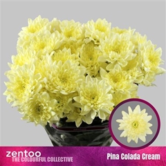 Chr T Pina Colada Cr 70cm 110gram