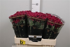Chr San Aaa Purpetta 55cm 105g