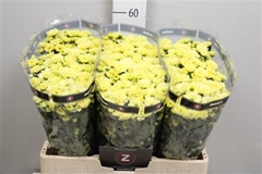 Chr San Rossi Cream 55cm 110g