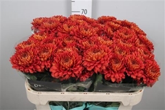 Chr G Tusca 70cm 85gram