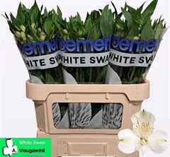 Alstr White Swan 75cm 90gram 4+