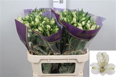 Alstr White Swan 75cm 90gram