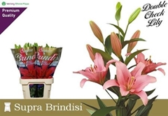 Li La Brindisi 90cm 55+