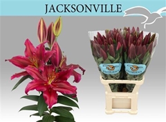 Li Or Jacksonville 90cm 21+