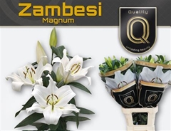Li Ot Zambesi 100cm 55+
