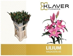Li Ot Valdosta 95cm 45+