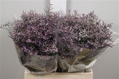 Lim Safora Lilac 60cm 20gram