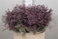 Lim Piuma Sky 60cm 20gram