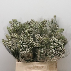 Philad Snowbelle 45cm