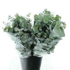 Euca Cinerea P Bunch 55cm 150gram