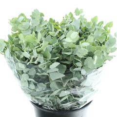 Eucalyptus Blad Bunch 70cm 150gram