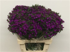 Di Barb Am Neon Purp 50cm 24