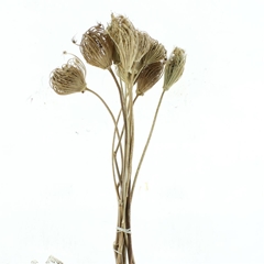 Dried Flowers 100 Gram 50cm