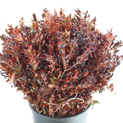 Myrt Communis Pb 55cm 400gram