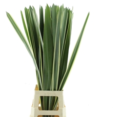 Phormium Ten Variega 100cm