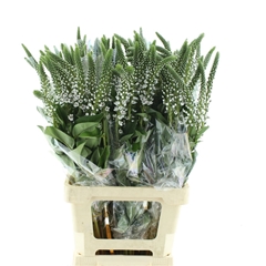 Lysim Clethroides 75cm