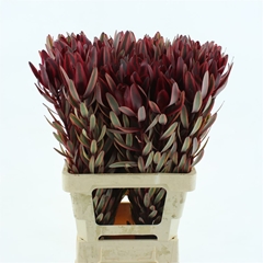 Leucad Jester 70cm