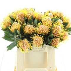 Leuco Nut Veldfire 40cm