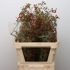 Rosa Corallo 70cm