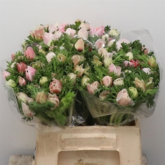 Anem Co Mis + White 35cm