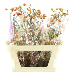 Rosa Zaffiro 80cm